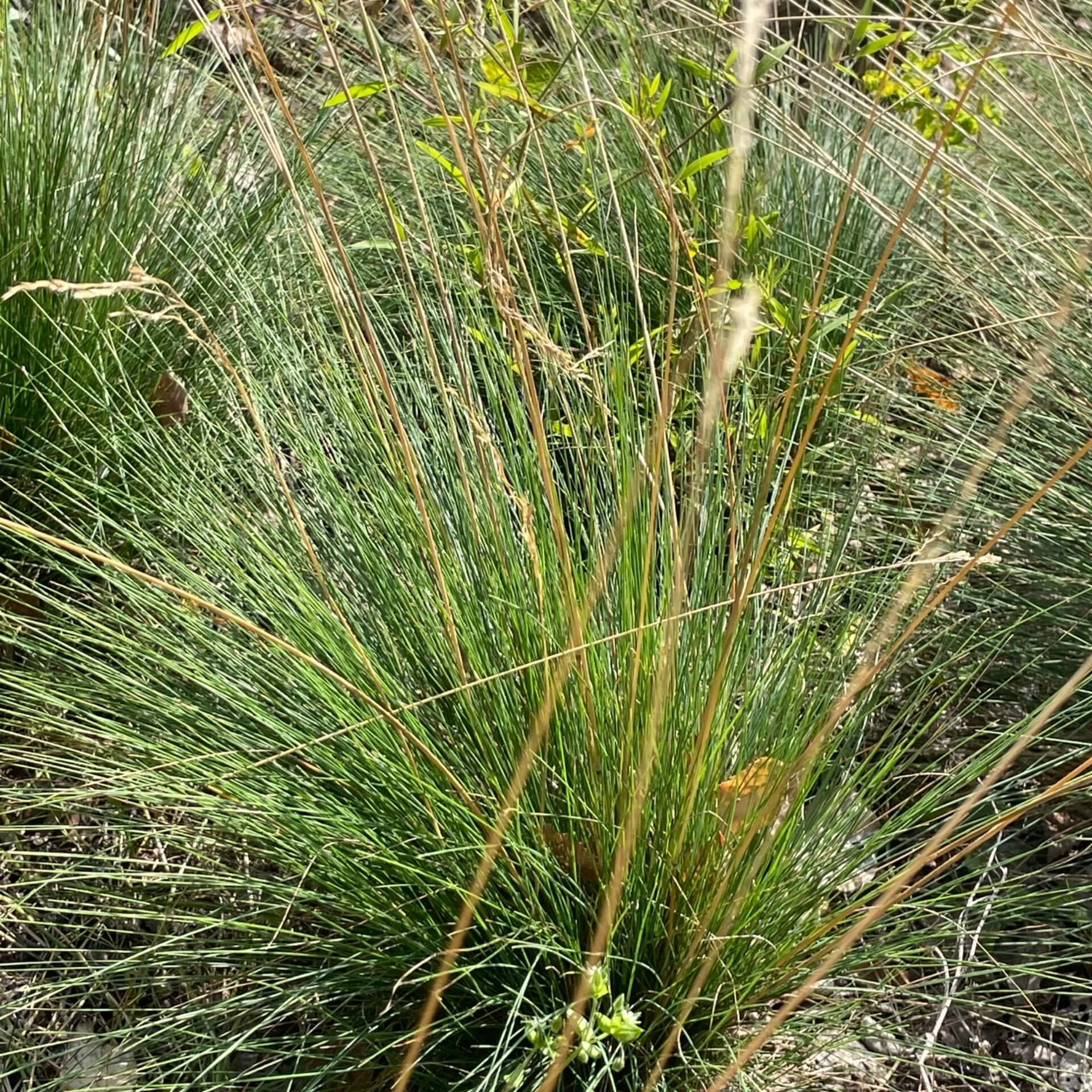 Amethyst-Schwingel (Festuca amethystina)