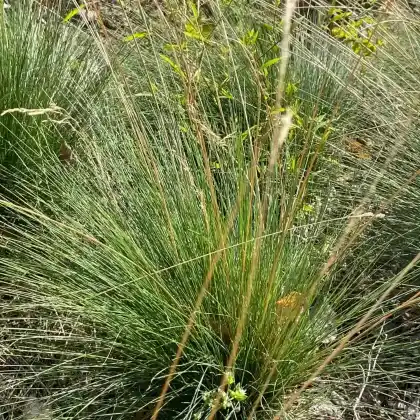 Foto von Amethyst-Schwingel (Festuca amethystina)