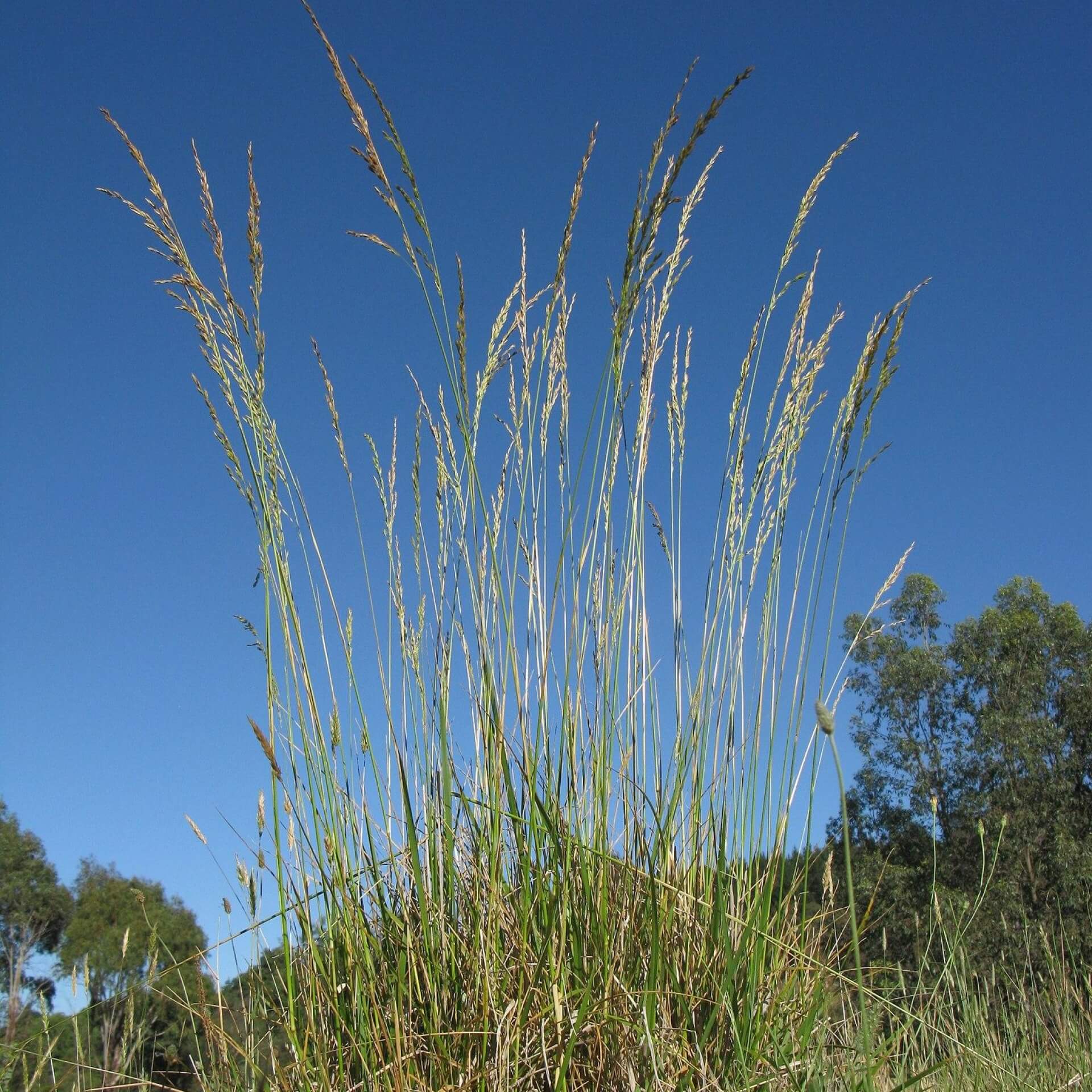 Rohr-Schwingel (Festuca arundinacea)