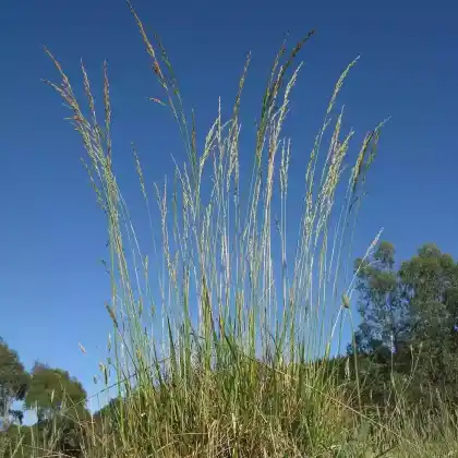Foto von Rohr-Schwingel (Festuca arundinacea)