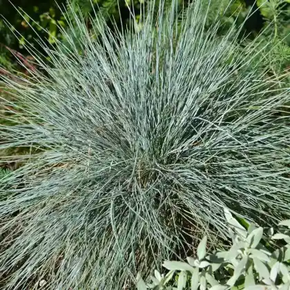 Foto von Blauschwingel (Festuca cinerea)