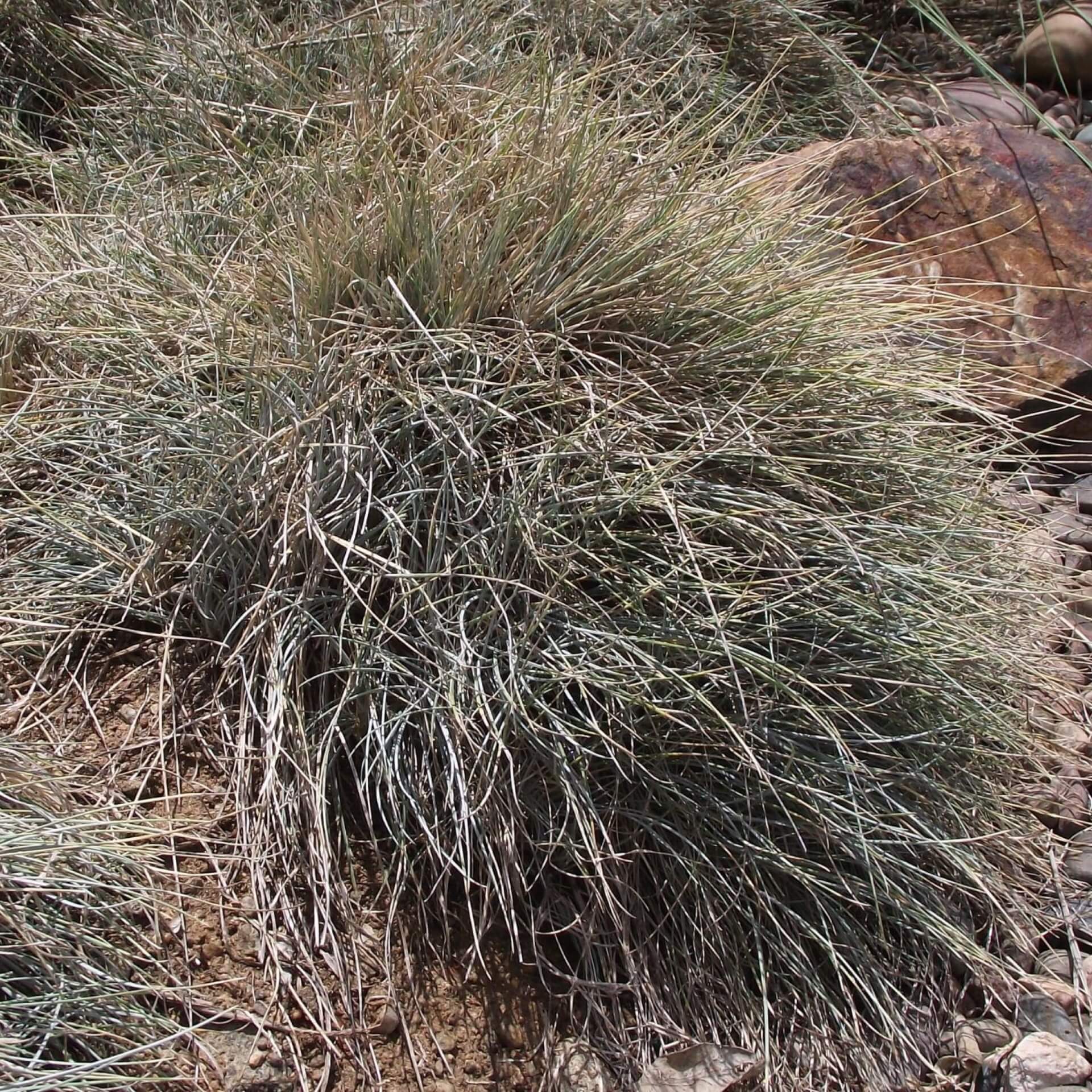 Blauschwingel 'Elijah Blue' (Festuca cinerea 'Elijah Blue')