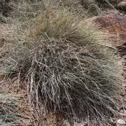 Foto von Blauschwingel 'Elijah Blue' (Festuca cinerea 'Elijah Blue')