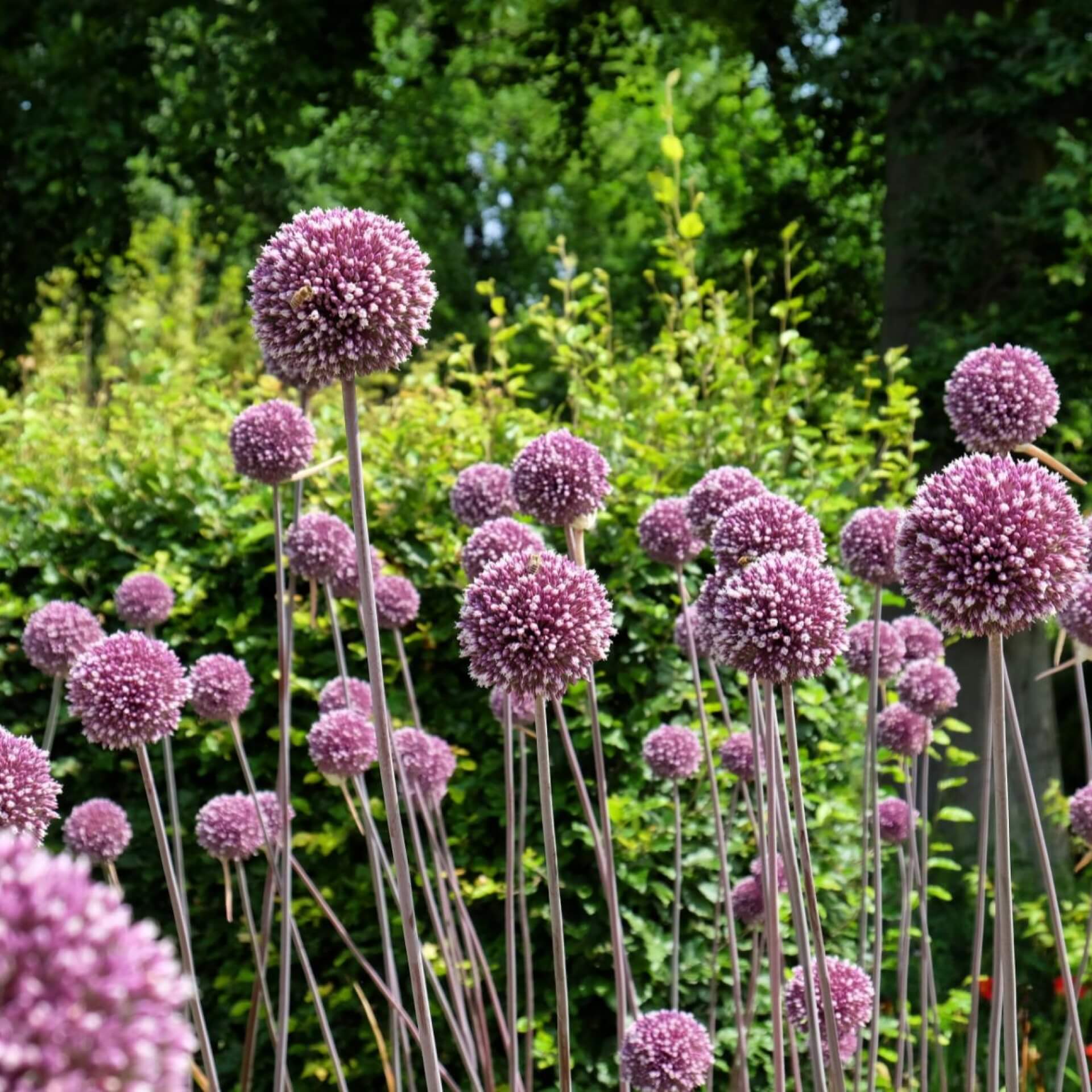 Zierlauch  'Summer Drummer' (Allium 'Summer Drummer')