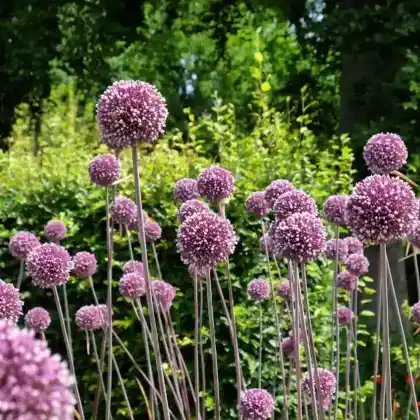 Foto von Zierlauch  'Summer Drummer' (Allium 'Summer Drummer')