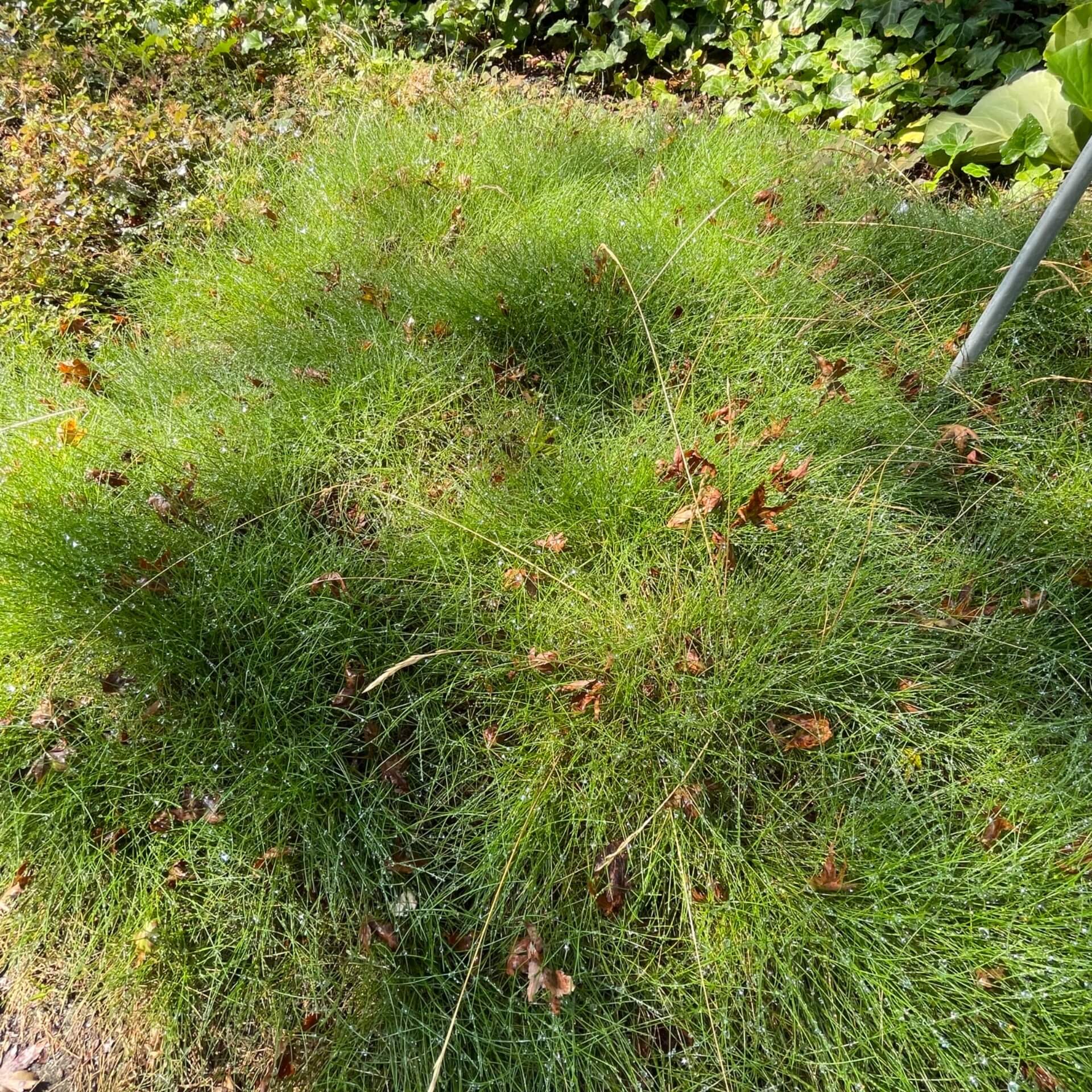 Bärenfell-Schwingel (Festuca gautieri)