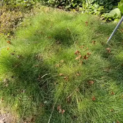 Foto von Bärenfell-Schwingel (Festuca gautieri)