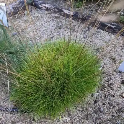 Foto von Bärenfell-Schwingel 'Pic Carlit' (Festuca gautieri 'Pic Carlit')