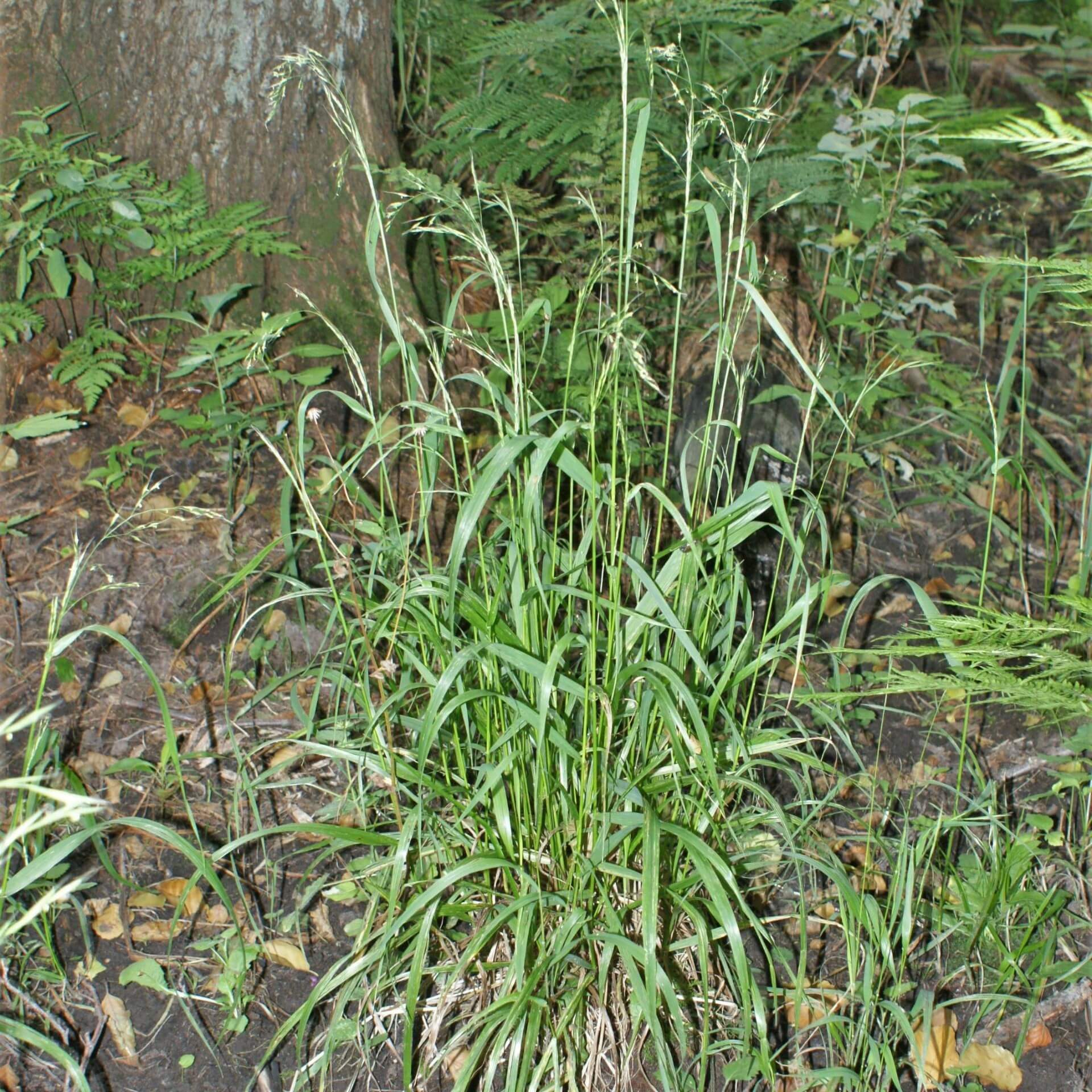 Riesen-Schwingel (Festuca gigantea)