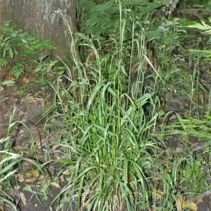 Foto von Riesen-Schwingel (Festuca gigantea)