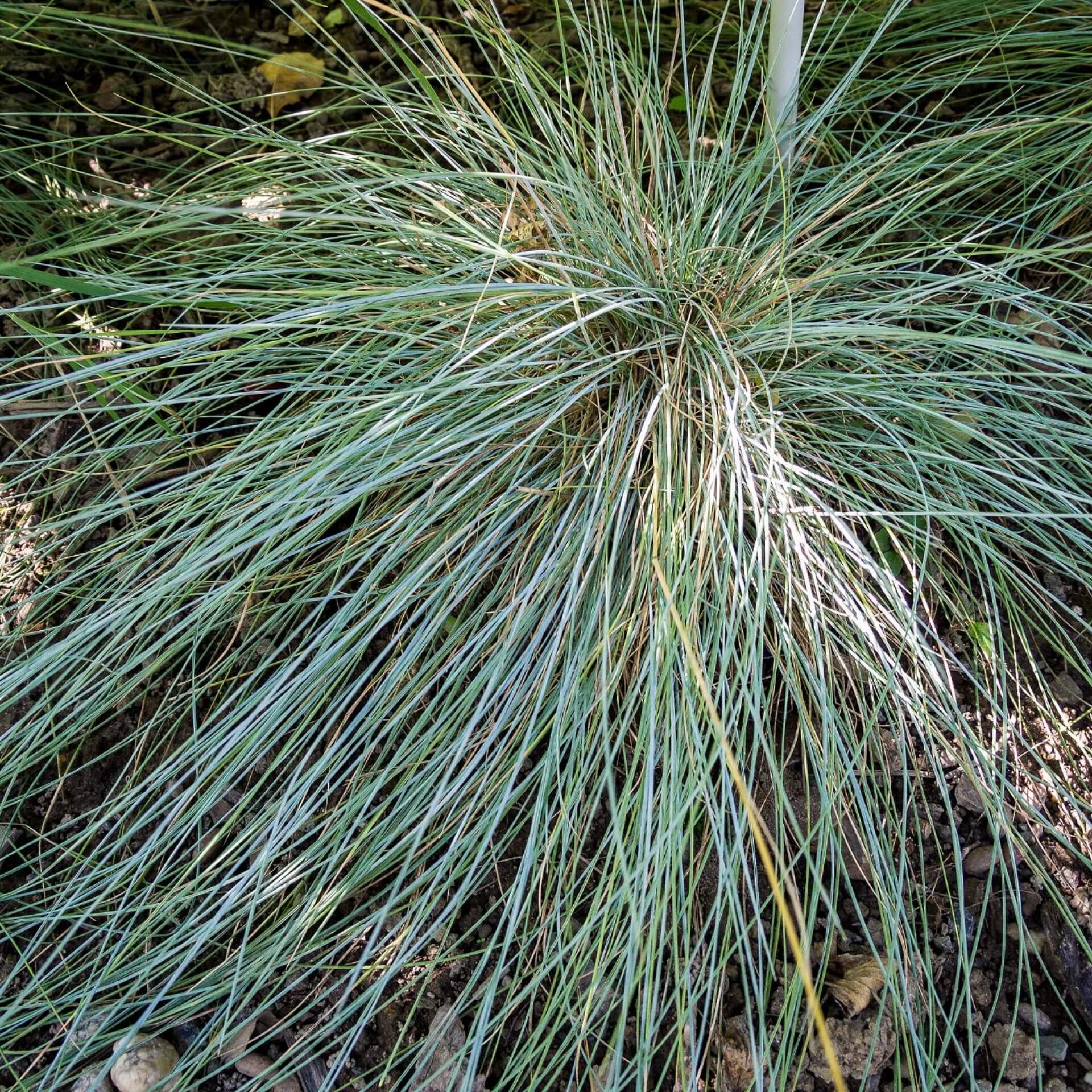 Blauschwingel (Festuca glauca)