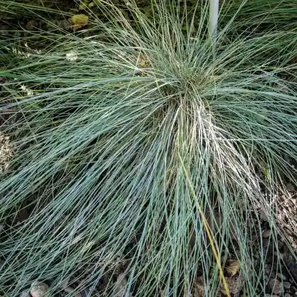 Foto von Blauschwingel (Festuca glauca)