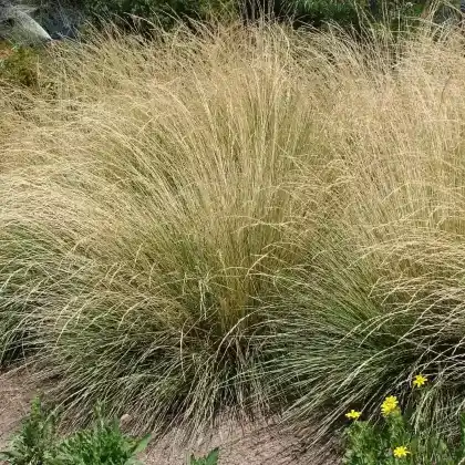 Foto von Atlas-Schwingel (Festuca mairei)