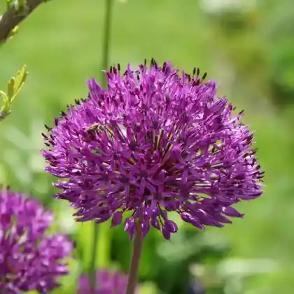 Foto von Purpurkugellauch 'Purple Sensation' (Allium aflatunense 'Purple Sensation')