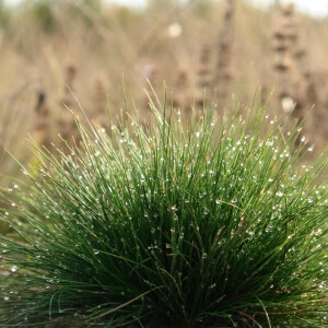 Festuca ovina