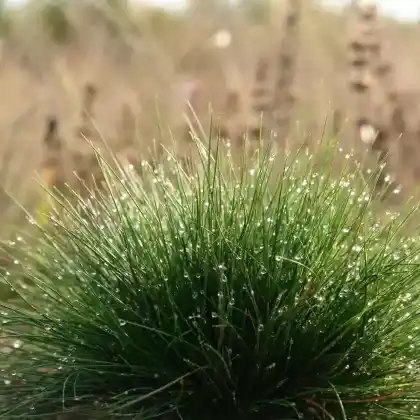 Foto von Schaf-Schwingel (Festuca ovina)