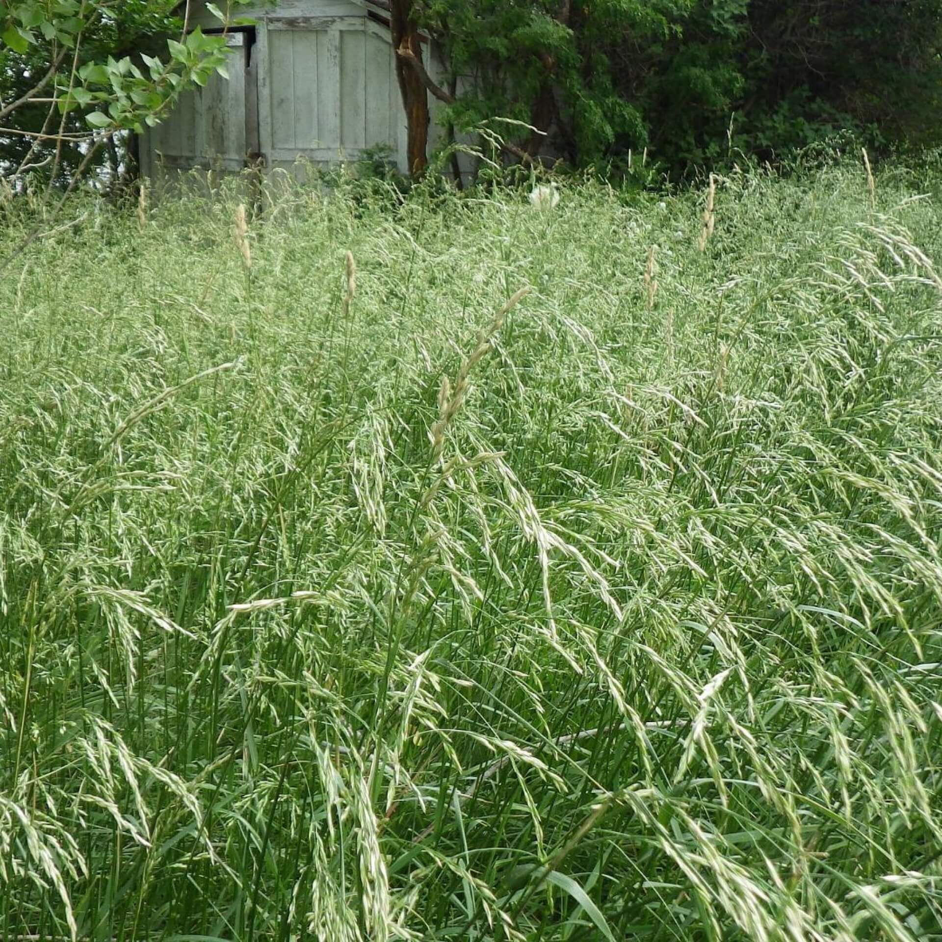 Wiesen-Schwingel (Festuca pratensis)