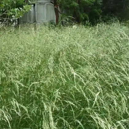 Foto von Wiesen-Schwingel (Festuca pratensis)