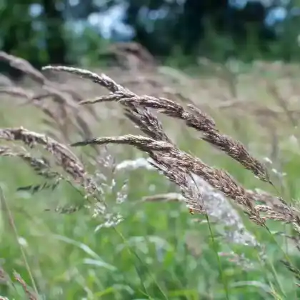 Foto von Rot-Schwingel (Festuca rubra)