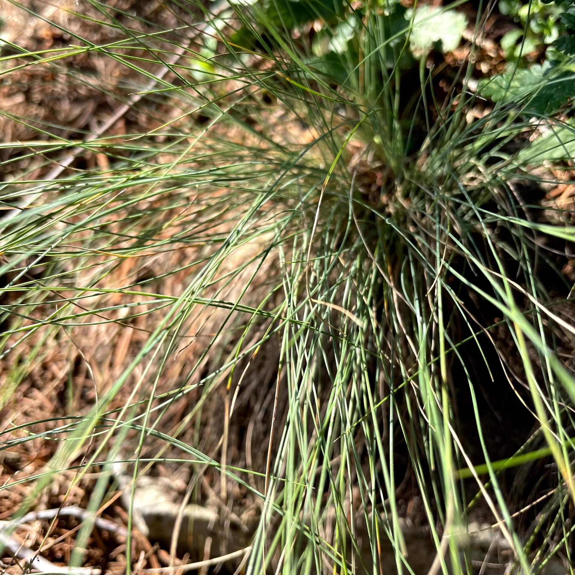 Walliser Schwingel (Festuca valesiaca)