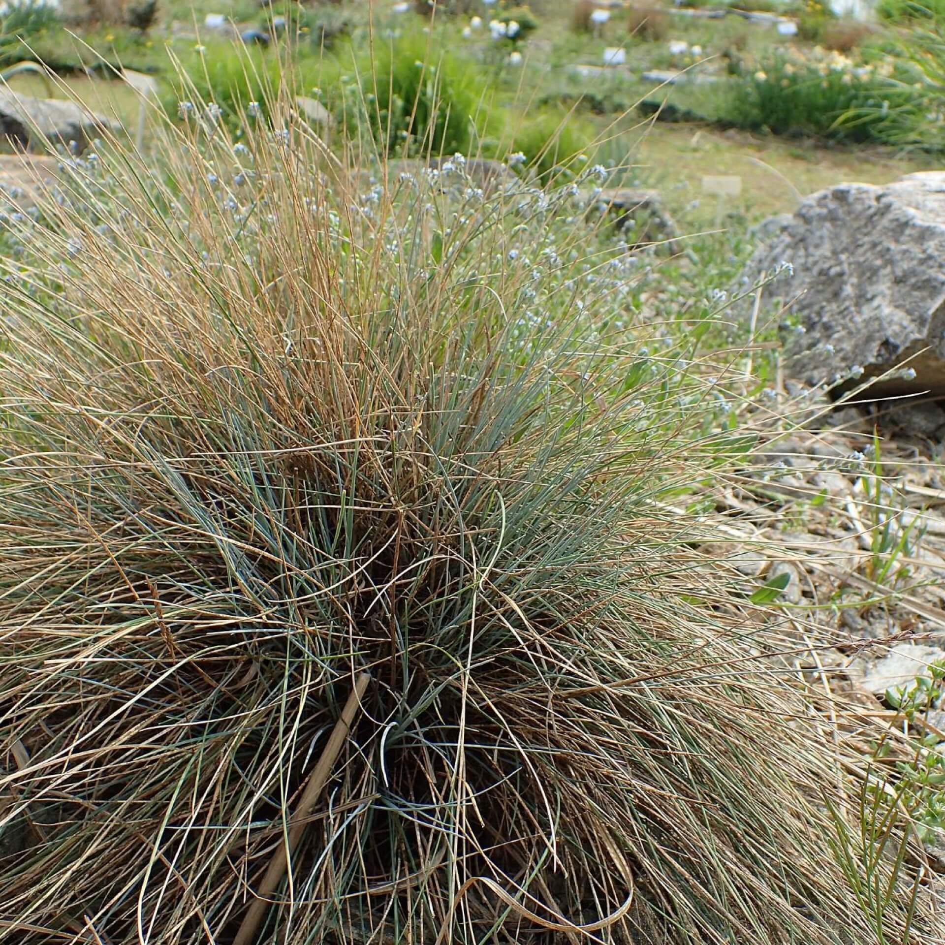 Kleiner Garten-Blau-Schwingel 'Glaucantha' (Festuca valesiaca 'Glaucantha')