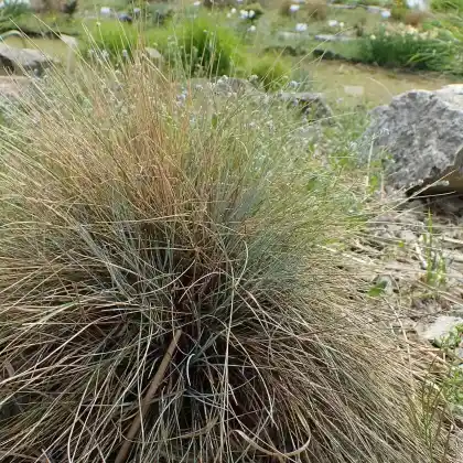Foto von Kleiner Garten-Blau-Schwingel 'Glaucantha' (Festuca valesiaca 'Glaucantha')