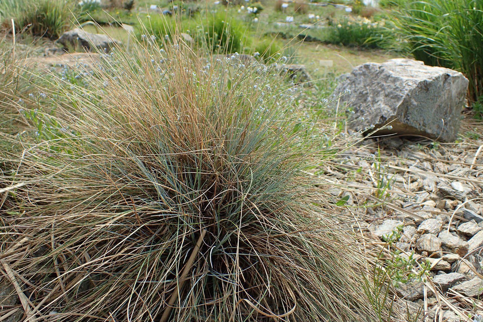 Kleiner GartenBlauSchwingel 'Glaucantha' / Festuca valesiaca 'Glaucantha'