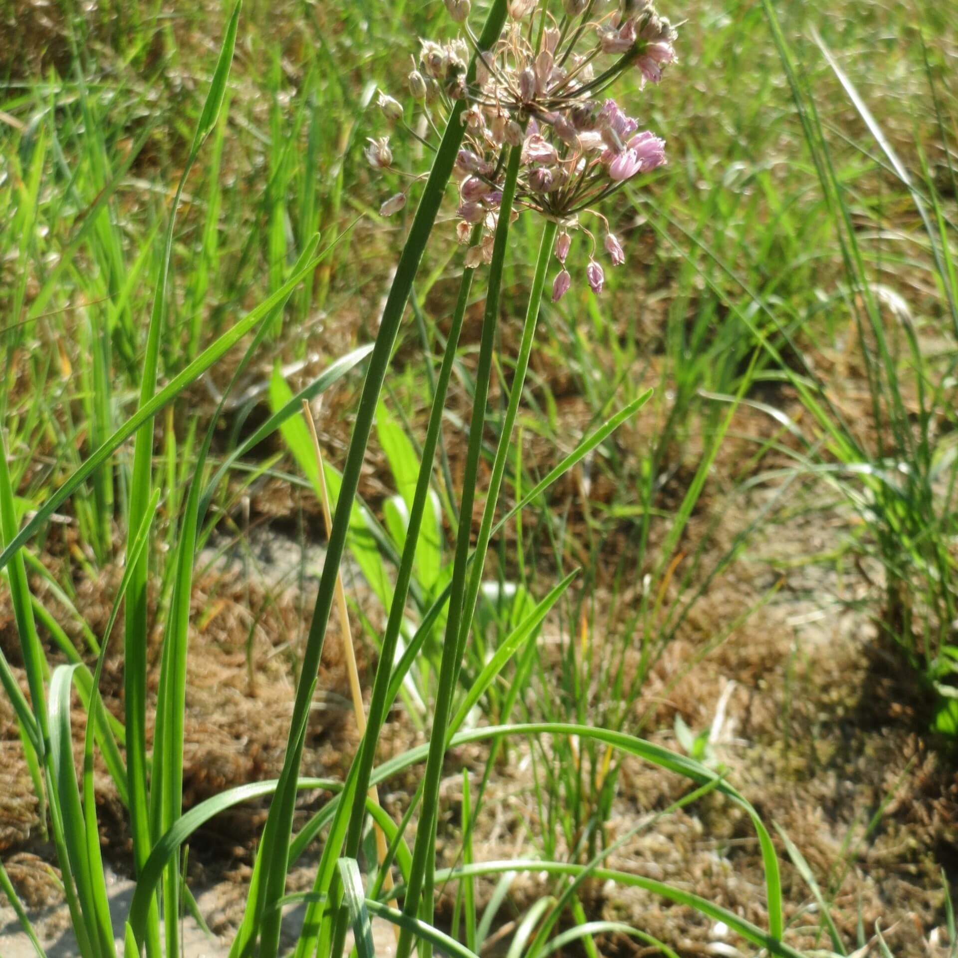 Kanten-Lauch (Allium angulosum)