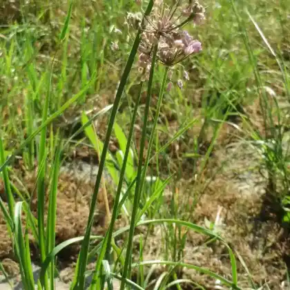Foto von Kanten-Lauch (Allium angulosum)