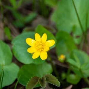 Ficaria verna