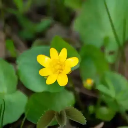 Foto von Scharbockskraut (Ficaria verna)