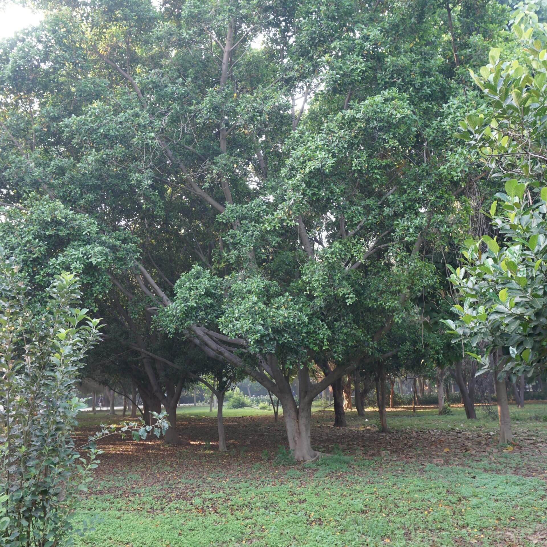 Birken-Feige (Ficus benjamina)