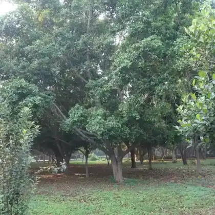 Foto von Birken-Feige (Ficus benjamina)
