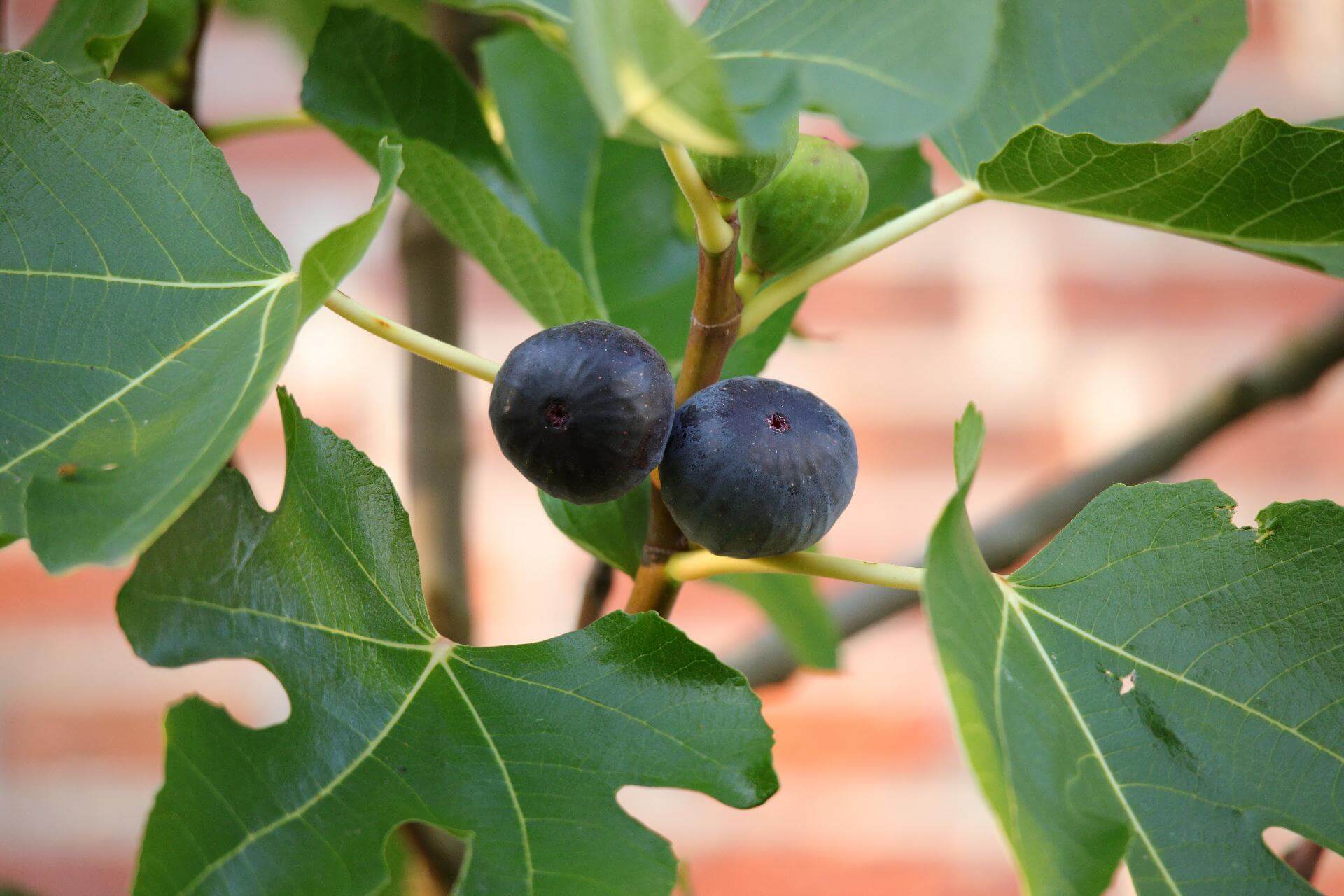 Echte Feige / Ficus carica