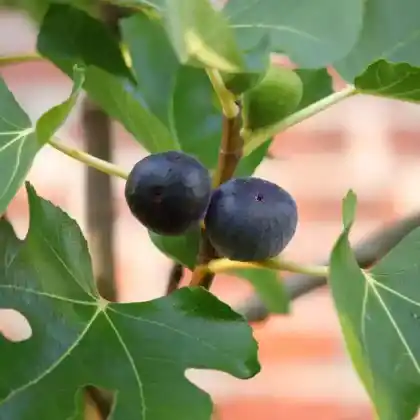 Foto von Echte Feige (Ficus carica)