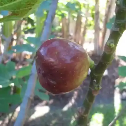 Foto von Feige 'Brown Turkey' (Ficus carica 'Brown Turkey')