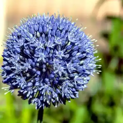 Foto von Flieder-Lauch (Allium caeruleum)