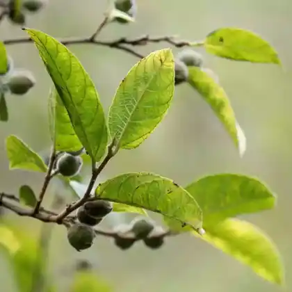 Foto von Sandpapierfeige (Ficus coronata)