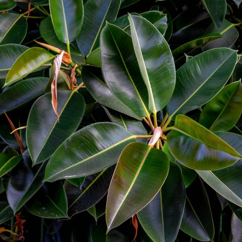 Gummibaum / Ficus elastica