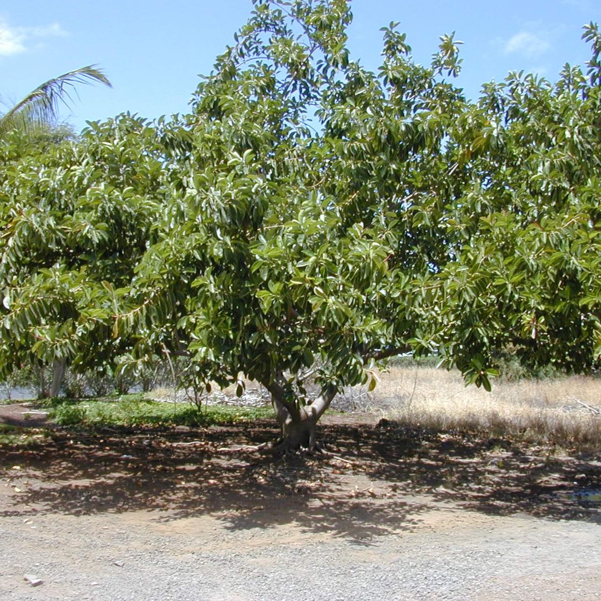 Gummibaum (Ficus elastica)