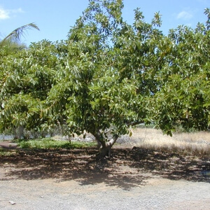 Gummibaum (Ficus elastica)