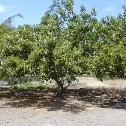 Foto von Gummibaum (Ficus elastica)