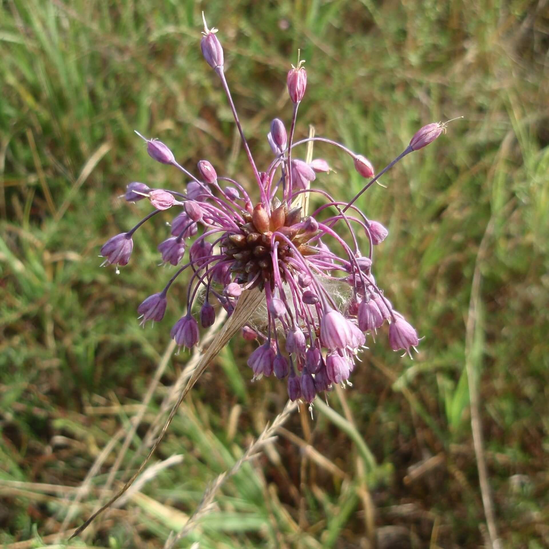 Kiel-Lauch (Allium carinatum)