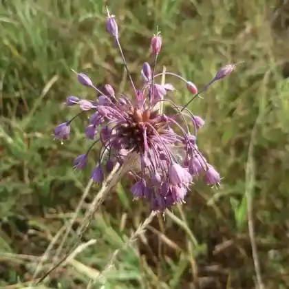 Foto von Kiel-Lauch (Allium carinatum)