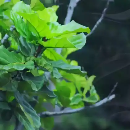 Foto von Leier-Feige (Ficus lyrata)