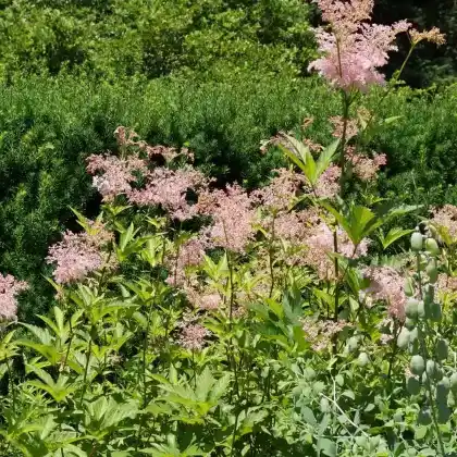 Foto von Mädesüß 'Venusta' (Filipendula rubra 'Venusta')
