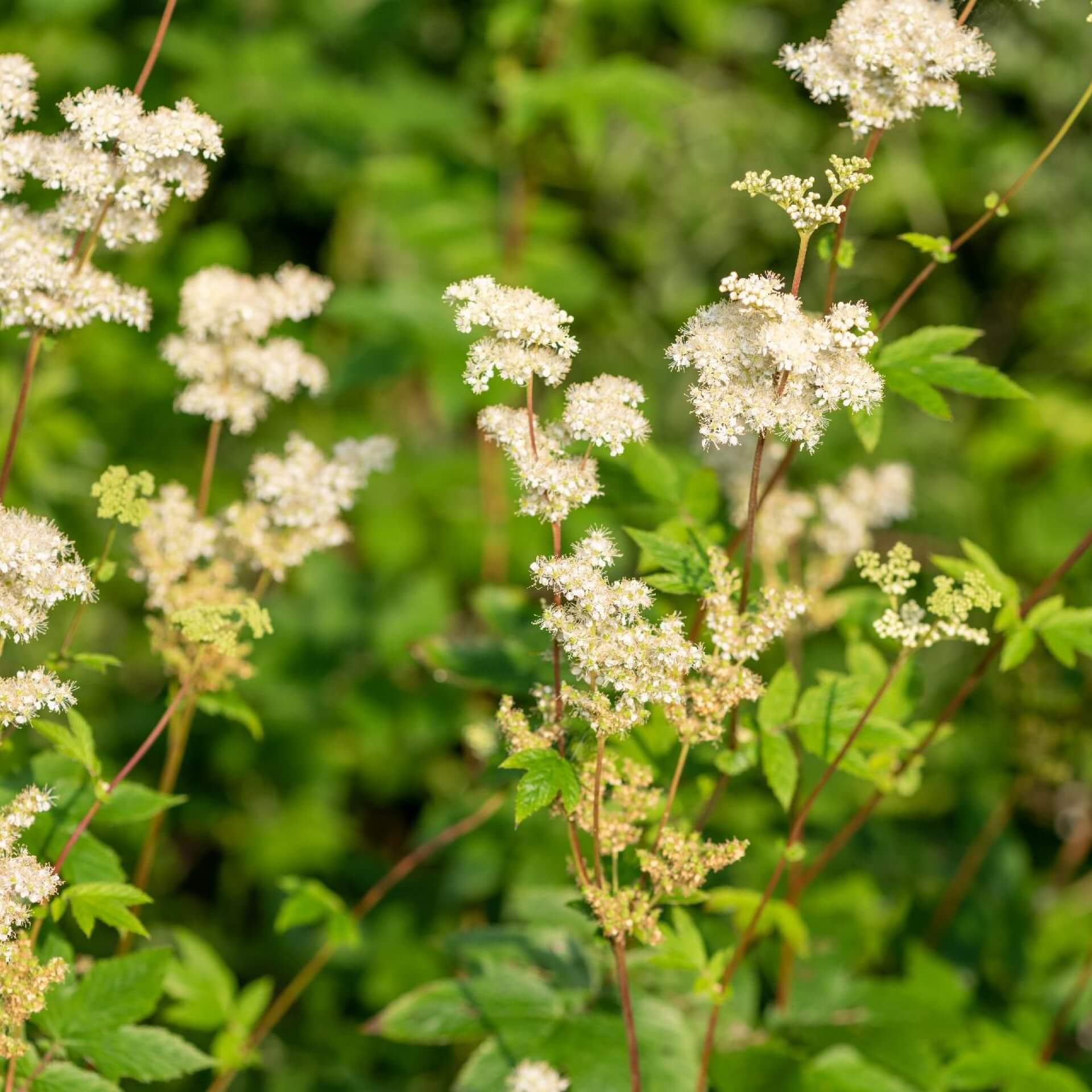 Echtes Mädesüß (Filipendula ulmaria)