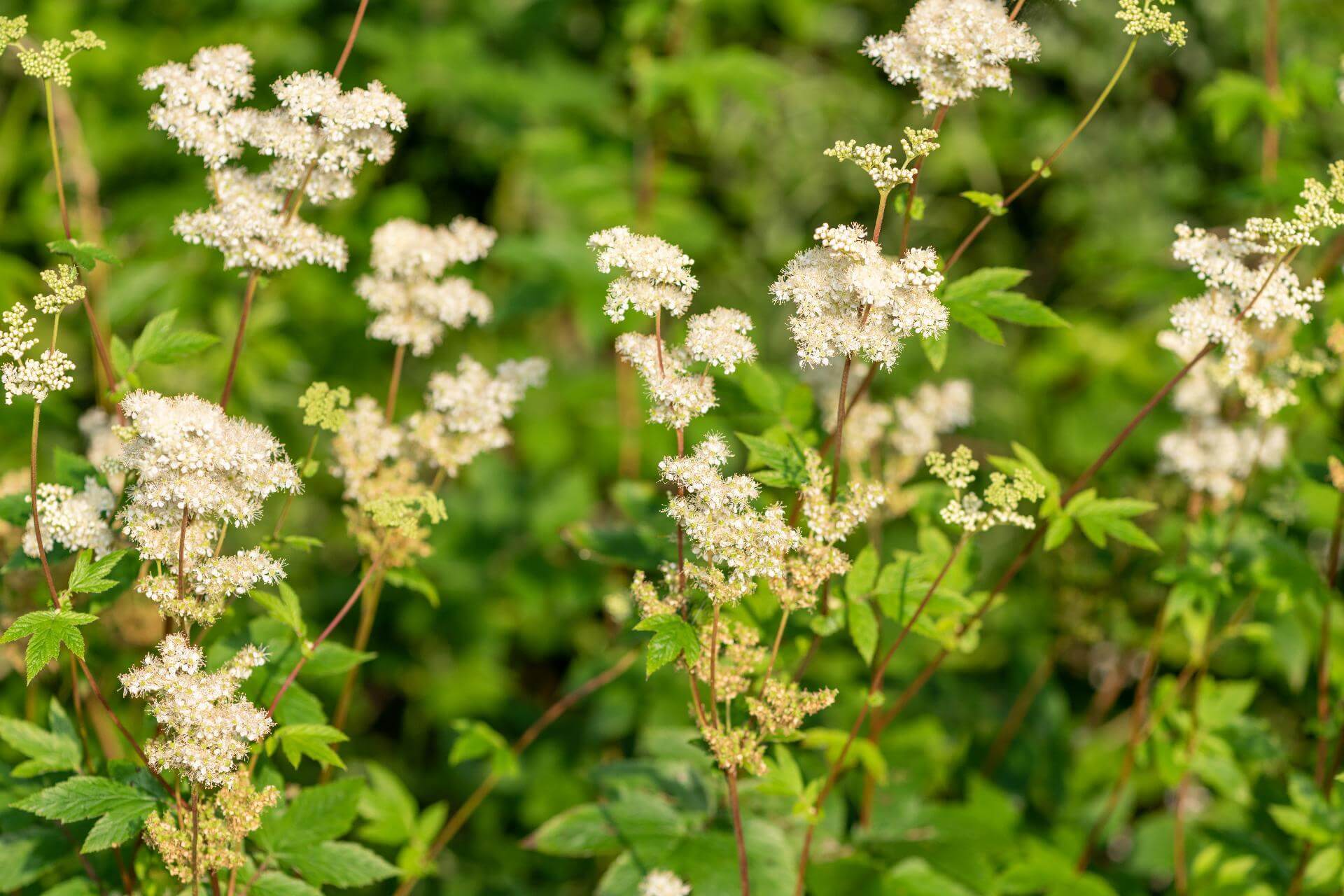 Echtes Mädesüß / Filipendula ulmaria