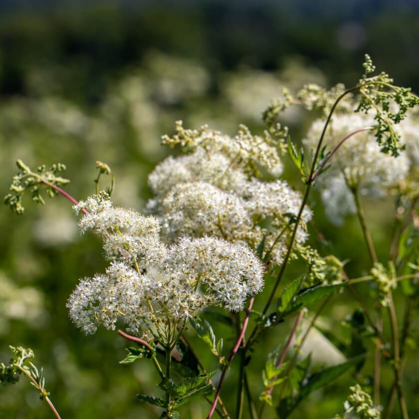 Kleines Mädesüß / Filipendula vulgaris