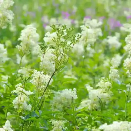 Foto von Kleines Mädesüß (Filipendula vulgaris)